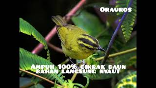 Download lagu pancingan burung cikrak daun bahan mp3
