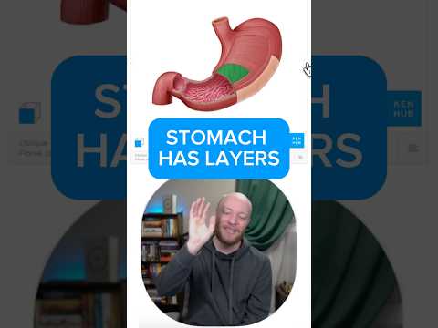 Anatomie & Behandlungswissen Videos – Interaktives Nachschlagewerk für Physio, Massage, Therapie 11 The stomach has layers!