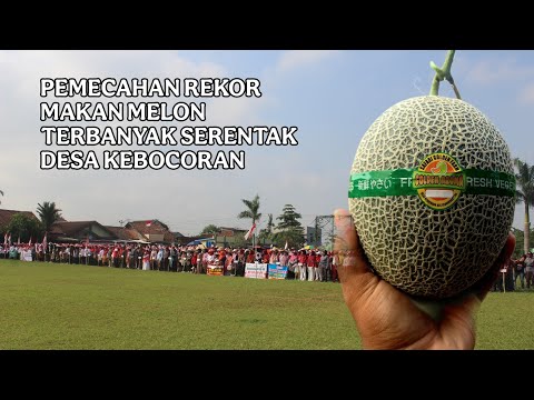 Pemecahan rekor makan melon golden aroma terbanyak serentak di desa kebocoran