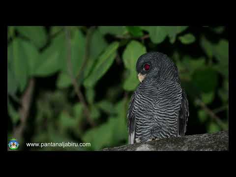 Black-banded Owl — Strix huhula — hlas a video