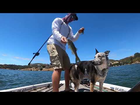 Lake Nacimento Bass Fishing Jig Bite!