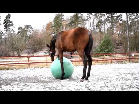 161104 Nirma and ball