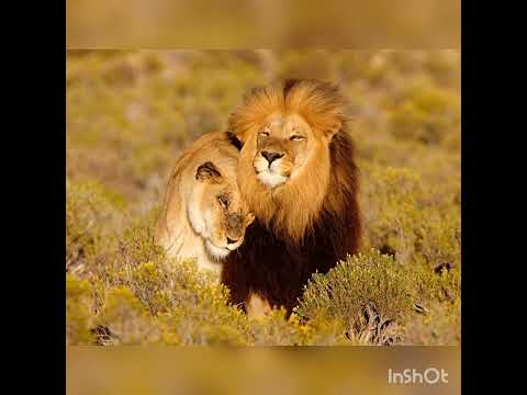 African Safari trip by Muneeba Alam