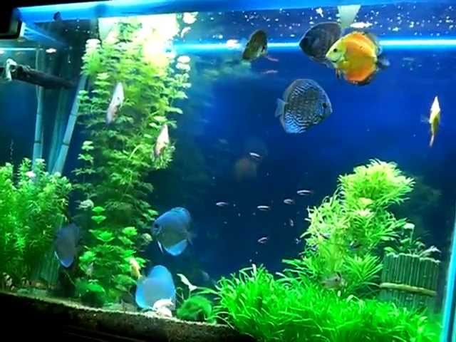 discus breeding Fresh water planted crs aquarium tropical fish tank