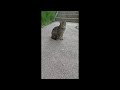 I Meet Shy Grey Tabby Cat In Front Of The Clinic Ketemu Kucing Tabby Di Depan Klinik