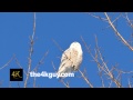 4K UHD - Snowy Owl (Bubo Scandiacus) viewed ...
