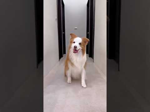 #doglife #dog Funny dog Video.....😂😂😂😂😂