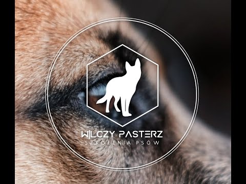 Szkolenia Psów Oleśnica ''Wilczy Pasterz"