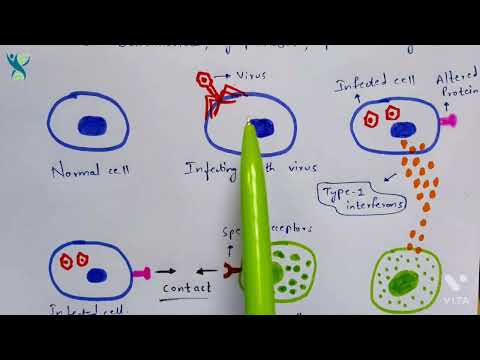 Hypersensitivity Type 1 and Type 2