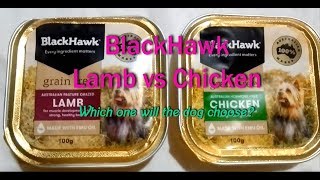 Black Hawk Lamb vs Chicken. Which one will the dog choose
