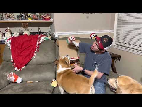 November Barkbox 2022