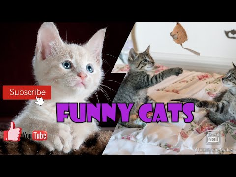 Funny cats #Funny#cats#piyumi senevirathna