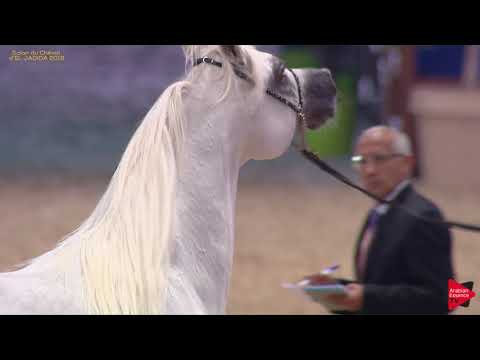 N 131 SLATAN DE LAFON   Salon du Cheval d'El Jadida class A show   4 6 Years Old Stallions Class 9