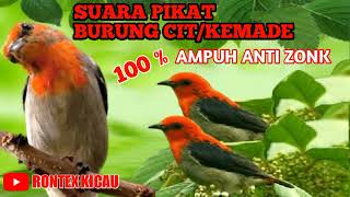 Download lagu pikat burung cit kemade || suara burung kemade #suarapikat  #suaraburungmasteran mp3