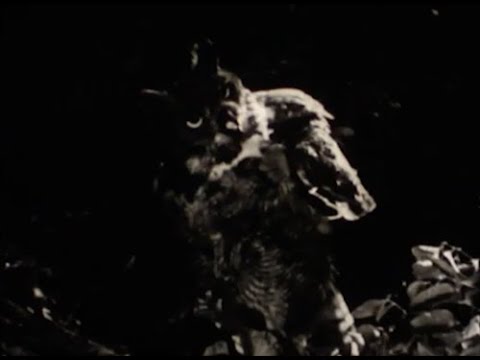 40s soundie "The Wise Old Owl" Sylvia Froos (16mm)