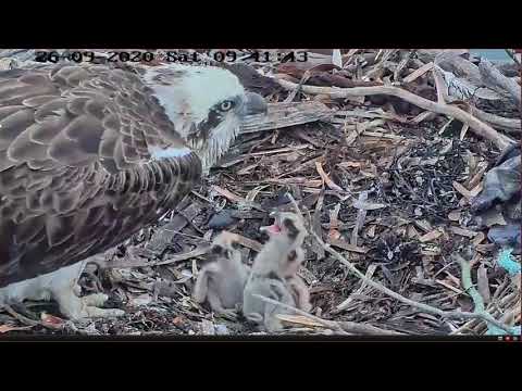 Port Lincoln Osprey 26.09.2020 09:39