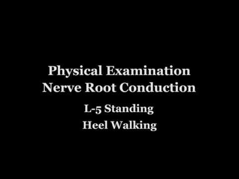 Physical Examination: Nerve Root Conduction L 5 Standing Heel Walking