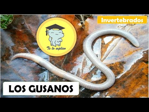 Los gusanos - Animales invertebrados