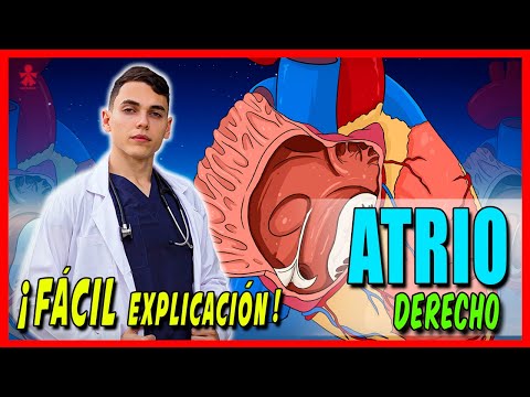 Anatomy of the HEART - RIGHT ATRIUM, internal configuration