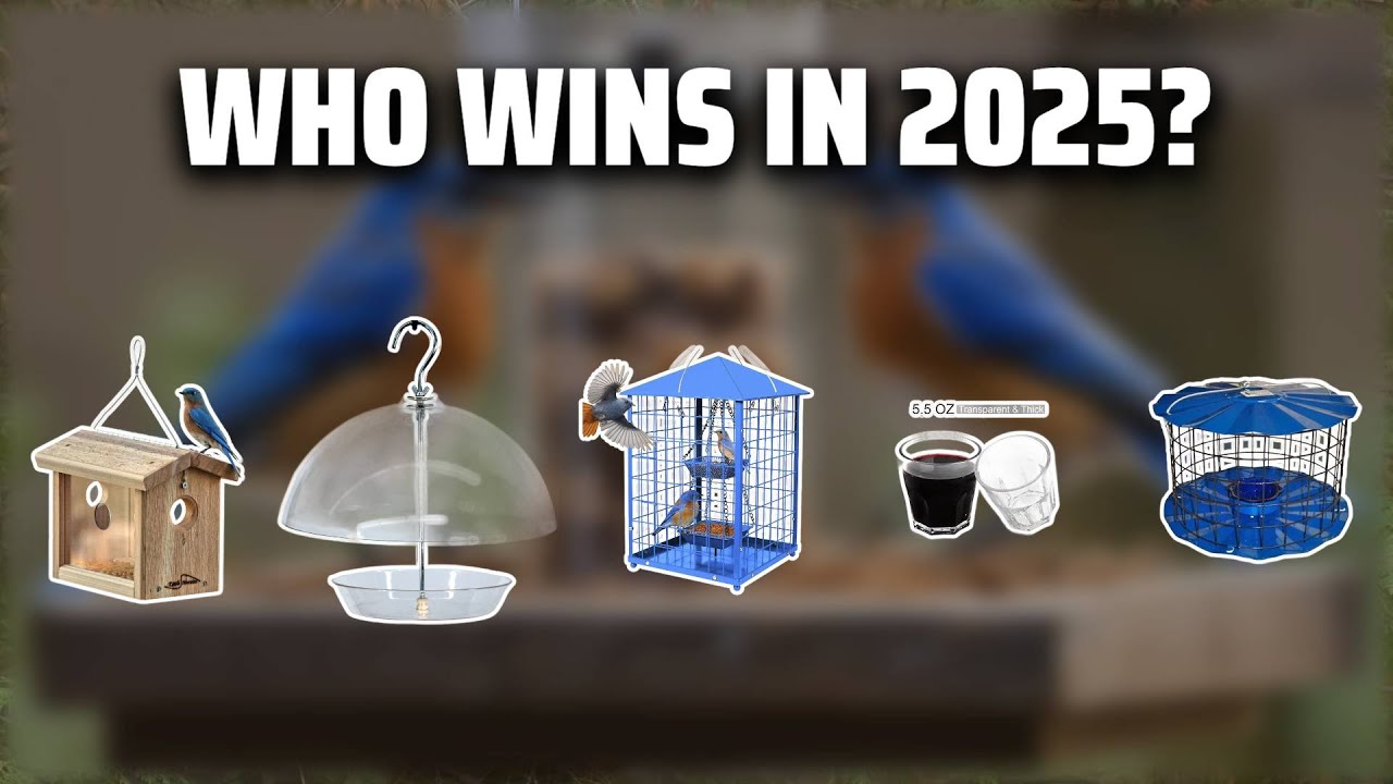 The Top 5 Best Bluebird Feeders in 2025 - Must Watch Before Buying!