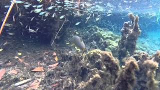 preview picture of video 'freshwater fish, fluctuation, rio da prata, Jardim, Mato Grosso do Sul,'