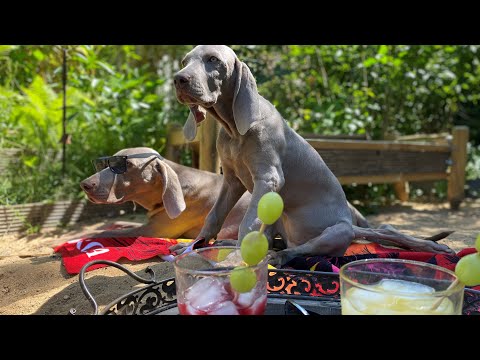 Die Weimaraner Welpen - Woche 13 Corona Fallzahlen sinken