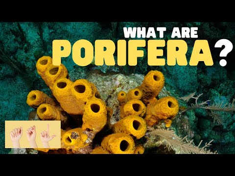 ASL 什麼是多孔動物？ (ASL What Are Porifera?)