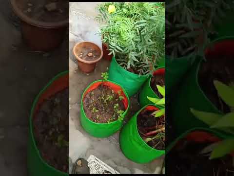 PLANTING | VITTU THOTTAM | #tamil #plants #flowers #congrats FOR GOMATHI |