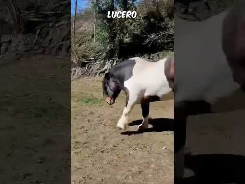 , title : '🐴LUCERO🐴🔝❤️#horse #caballo #stronghorses #caballoshermosos'