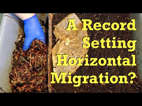 ENCs bins after 28 days foraging & 7 days migrating - worm farm vermicompost