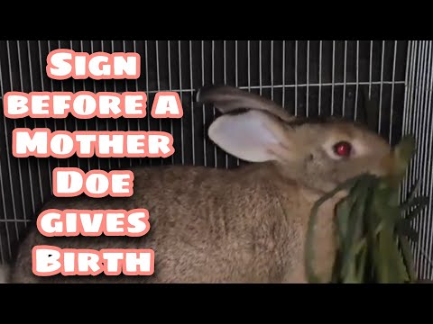 YouTube video about: Can rabbits give birth days apart?