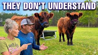 Our Mini Cows Are Over 200lbs! (And Very Dramatic)