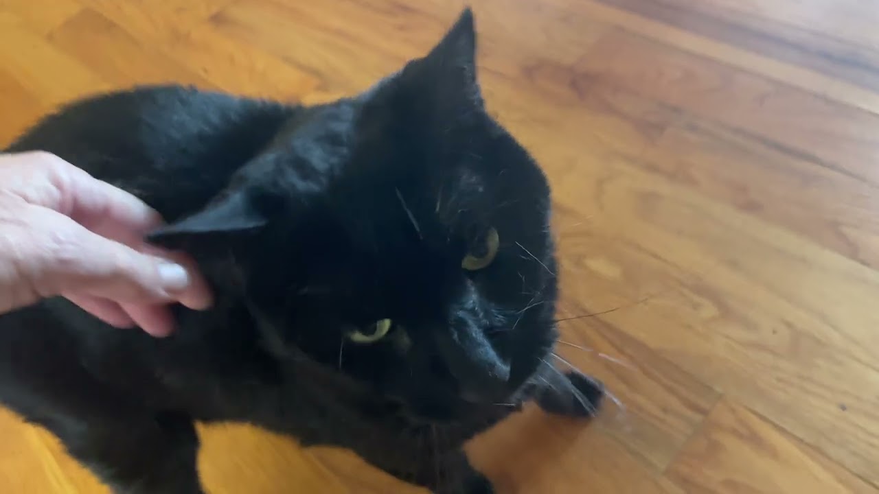 Enlarge Elvis, a Adoptable Domestic Short Hair in Clarkesville, GA video 5/5