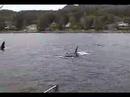 Killer Whale Eats Man | Salmon Fishing | Ketchikan ...