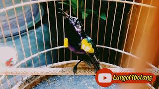 Download lagu King Konin (kolibri raja) gacor-ngobra mp3