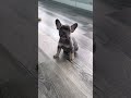 French Bulldog dogs for sale: Dexter - Video 1