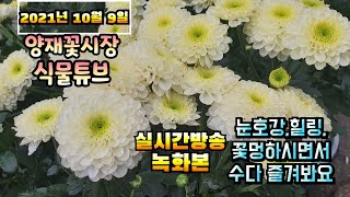 2021년 10월 9일 토요일  예쁜식물 보면서  수다떨어봐요 #양재꽃시장 #식물튜브