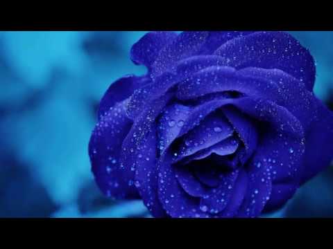 MARIANA SOMESAN - NU-I NIMENI CA TINE ISUS