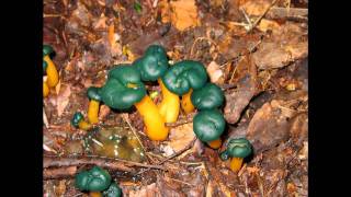 the singers of unlimited - we could be flying