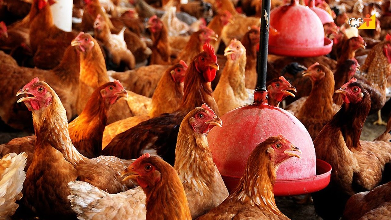 Avicultura - Curso a Distância Como Tornar seu Sítio Lucrativo CPT