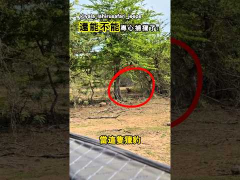 還能讓那隻豹子專心地捕獵嗎