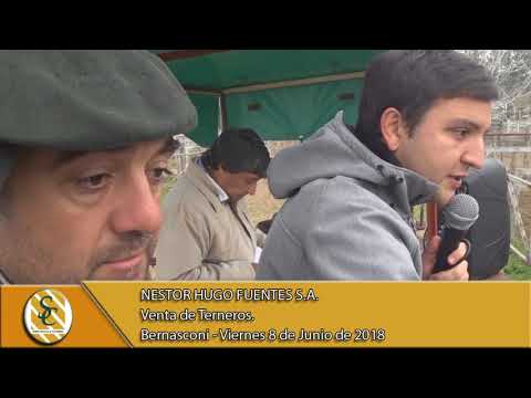 08-06-18 Venta de Machos - Nestor Hugo Fuentes S.A. - Bernasconi.