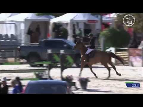 2nd dam Kalemie vd Withoeve Z