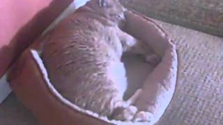 Jack the Fat Cat awakens from a slumber