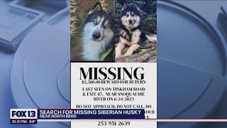 Search for missing Siberian husky