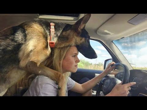 Quand votre chien est plus qu'un simple animal de compagnie - un chien mignon et un humain sont les meilleurs amis du monde