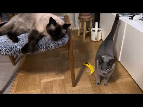 Ekaterina inspects our new flowers and flower pots