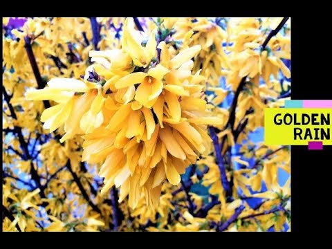 Beautiful Golden chain tree or Golden rain (Laburnum alpinum) - YouTube
