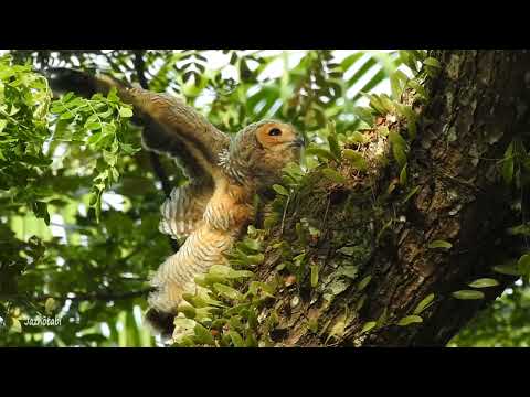 Spotted Wood Owl (Strix seloputo)