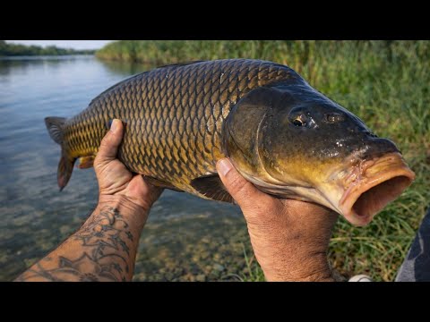 PESCUIT LA FEEDER LA CRAP TUTORIAL INCEPATORI CUM SA PRINZI ORIUNDE #fishing #fishhacker #carp #fish